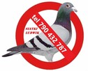 siatka na balkon okna przeciw gołębią ptakom, dla kotka - 15