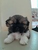 szczeniaki shih tzu - 4