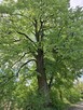 Działka Rudnik nad Sanem - 4