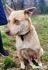 FIONA – piękna sunia z kolorowymi oczami szuka domu - 2