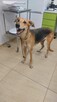 Stella - cudowna suczka za kratami, adoptuj! - 5