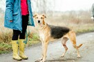 Stella - cudowna suczka za kratami, adoptuj! - 3