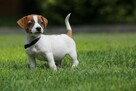 Jack Russel Terrier - 3