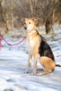 Stella - cudowna suczka za kratami, adoptuj! - 6