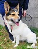 MONIA – kochana, wesoła sunia za kratami, ADOPTUJ - 2