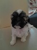 szczeniaki shih tzu - 1