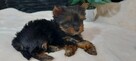 Malutka sunia yorkshire terrier - 4
