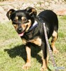 KIKI – 7 kg, delikatna sunia szuka domu - 3