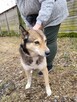 Wilczek do adopcji - 10