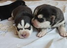Siberian husky szczeniaczki z rodowodem gotowe do odbioru - 1
