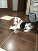Border Collie - 10