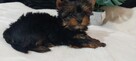 Malutka sunia yorkshire terrier - 3