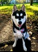 Siberian husky szczeniaczki z rodowodem gotowe do odbioru - 13
