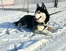 Siberian husky szczeniaczki z rodowodem gotowe do odbioru - 12