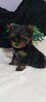 Malutka sunia yorkshire terrier - 2