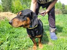 Fokus do adopcji - 7