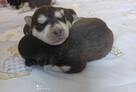 Siberian husky szczeniaczki z rodowodem gotowe do odbioru - 6
