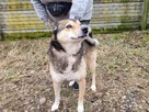 Wilczek do adopcji - 3