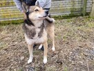 Wilczek do adopcji - 4