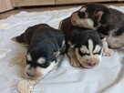Siberian husky szczeniaczki z rodowodem gotowe do odbioru - 8