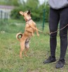 Psi mały wulkan energii Beti! - 2