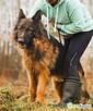 DIABLO - piękny owczarek niem. długowłosy szuka domu - 1