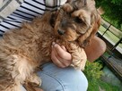 Cockapoo - 5