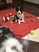 Border Collie - 8