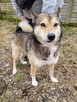 Wilczek do adopcji - 11