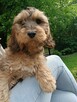 Cockapoo - 4