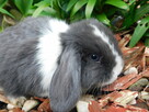 Niebieskie króliki mini lop - 13