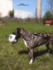 Bombaj - czeka na nowy dom - 4