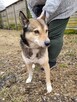 Wilczek do adopcji - 9
