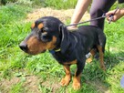 Fokus do adopcji - 5