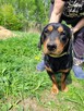 Fokus do adopcji - 3