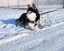 Siberian husky szczeniaczki z rodowodem gotowe do odbioru - 11