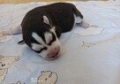 Siberian husky szczeniaczki z rodowodem gotowe do odbioru - 5