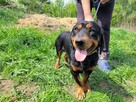 Fokus do adopcji - 4