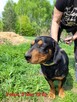 Fokus do adopcji - 2