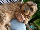 Cockapoo - 3