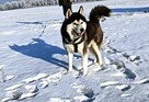 Siberian husky szczeniaczki z rodowodem gotowe do odbioru - 10