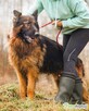 DIABLO - piękny owczarek niem. długowłosy szuka domu - 2