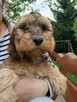 Cockapoo - 2