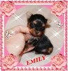 York, Yorkshire Terrier!Elitarne MICRO CUDEŃKA-XXXS dla VIP! - 3