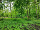 Działka budowlana Adamów-Wieś gm. Radziejowice, - 3