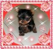 York, Yorkshire Terrier!Elitarne MICRO Cudeńko XXS dla VIPów - 2