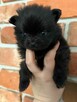 Szpic miniaturowy pomeranian - 4