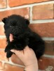 Szpic miniaturowy pomeranian - 3