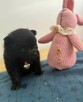 Szpic miniaturowy pomeranian - 8