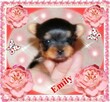 York, Yorkshire Terrier!Elitarne MICRO CUDEŃKA-XXXS dla VIP! - 2